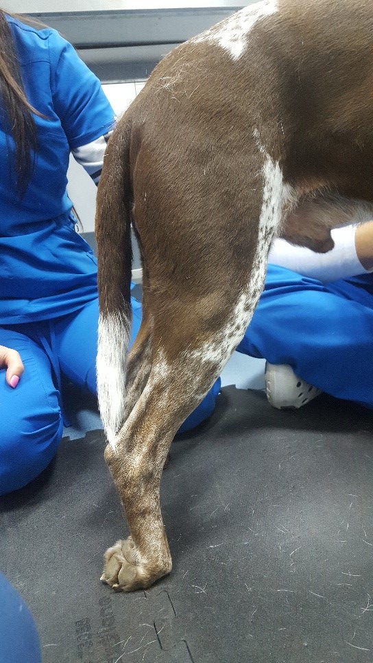 magnetoterapia veterinaria neuropraxia