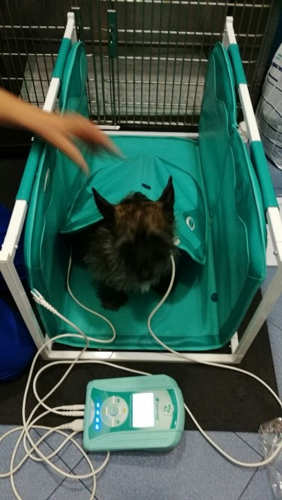 Mico magnetoterapia veterinaria