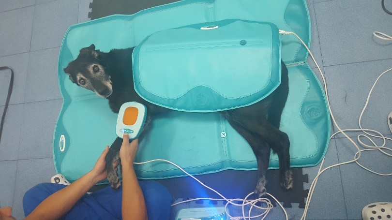 Tuko magnetoterapia veterinaria