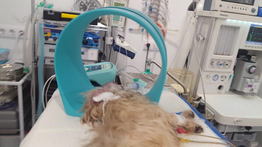 caso clinico magnetoterapia veterinaria