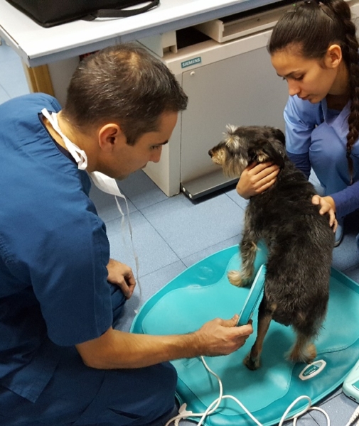 Caso clinico magnetoterapia veterinaria