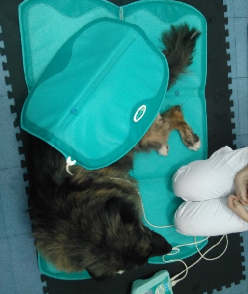 Caso clinico magnetoterapia veterinaria