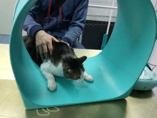 Tolmo poncho magnetoterapia veterinaria